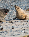 2016 Helgolgand Düne Kegelrobben-2